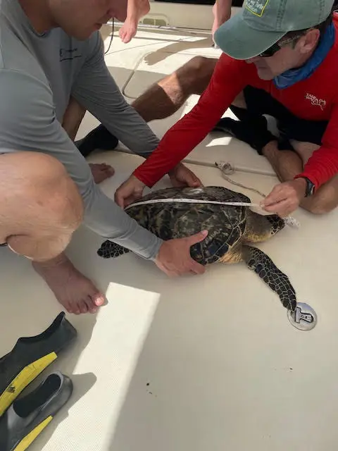 Adopt a Hawksbill Turtle