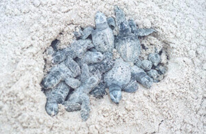 adopt sea turtle nest