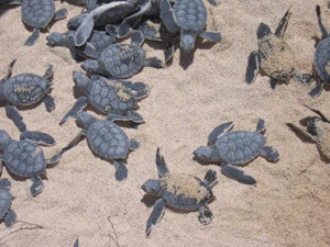 adopt sea turtle nest