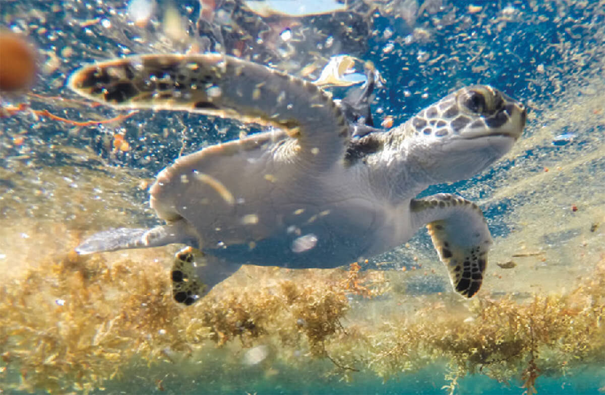 oceanic stage green sea turtle released with solar-powered satellite